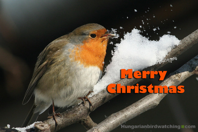 European Robin (Erithacus rubecula) - Photo by Károly Teleki Merry Christmas 2025 pic